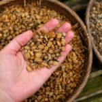 Background of coffee luwak beans