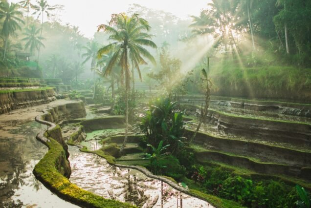 Beautiful sunrise over famous balinese landmark Tegalalang rice terraces. Magic sun rays