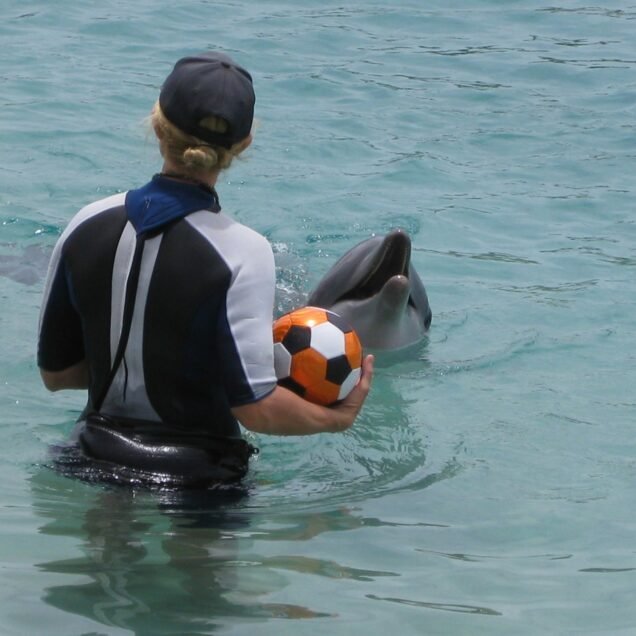 Lovina The Dolphin Atrtaction